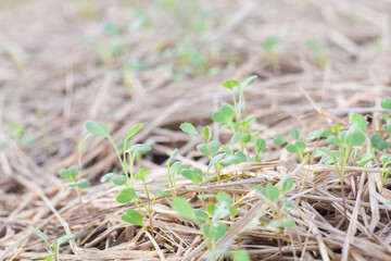 fresh vetgetable organic garden farm. vetgetable agriculture concept