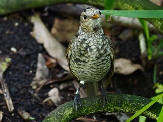 Spectacular elegant female Regent Bowerbird with sparkling eyes and subtle plumage.