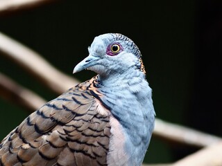Remarkable fascinating Bar-shouldered Dove with exotic features & detailed plumage.