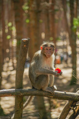 Fototapeta premium Monkey eating fruit - Macaque 