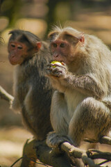 Monkey eating fruit  - Macaque 