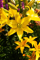 A large yellow lily flower in close-up in the sunlight. Lily flowers in the garden
