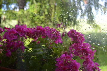 Fleurs et gouttes de pluies sur fenêtres