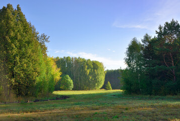 Forest park in early autumn
