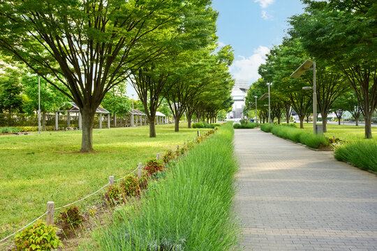 歩行者専用道路  樹木	