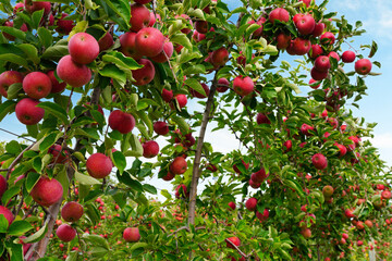 Fresh apples growing on trees at an apple orchard
