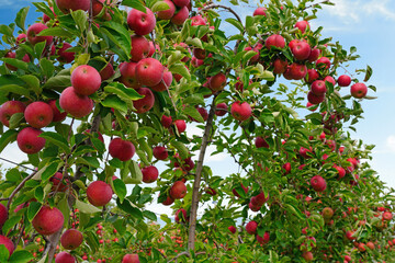 Fresh apples growing on trees at an apple orchard