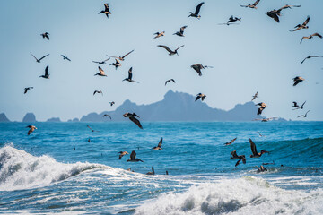 Brown Pelicans diving for fish in Pacifica California