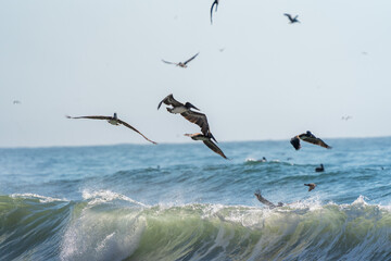 Brown Pelicans diving for fish in Pacifica California 