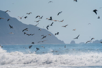Brown Pelicans diving for fish in Pacifica California
