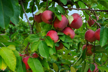 Fresh apples growing on trees at an apple orchard
