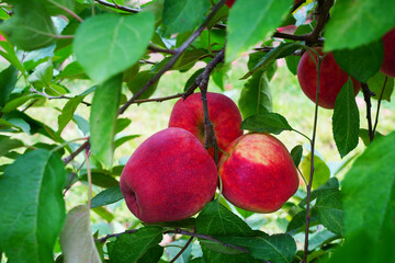 Fresh apples growing on trees at an apple orchard