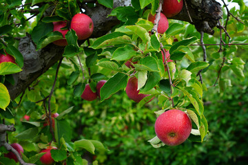 Fresh apples growing on trees at an apple orchard