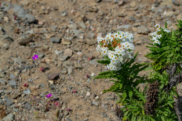 flower in the sand