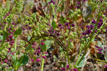 Buenas noches en desierto florido (Mirabilis elegans)