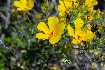 Churqui en desierto florido
