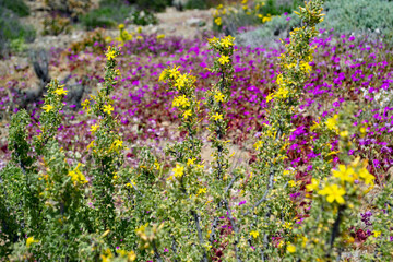 Churqui y Pata de Guanco