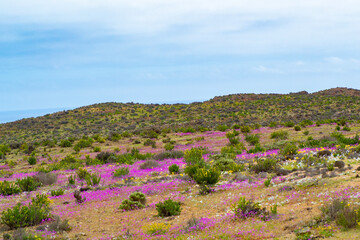 Obraz premium Pata de Guanaco en desierto florido totoral