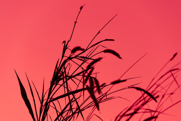 Grass silhouette and with colorful sky background at sunrise.