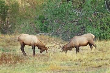 Naklejka na ściany i meble Two bull elk spar during elk rut.