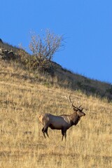 Fototapeta premium Scenic photo of an elk on a hill.