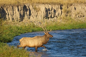 Elk walks across a swift moving river.