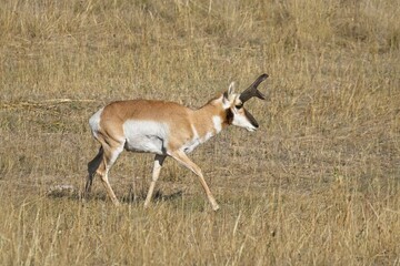 Male pronghorn in western Montana.