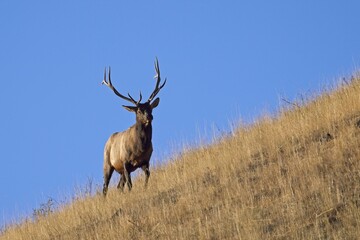 Obraz premium A majestic elk walks on the side of a hill.