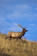Elk walking along the hill against a blue sky.