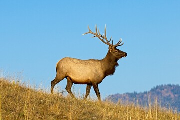 Side view of an elk on a hill.