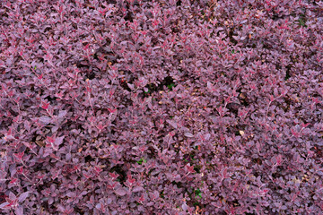 Wall from a plant with red leaves. Background.