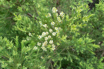 Fototapeta na wymiar Small white flowers growing on a green tree. Tea tree, or Melaleuca is a genus of tropical trees and shrubs from the Myrtle family. This genus is close to another genus of myrtle - eucalyptus.
