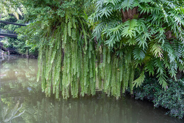 Obraz premium Trees growing near the lake in the water you can see their reflections.