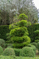 Landscape design in the city park. Beautifully trimmed tree. Bonsai.