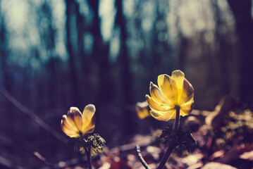 Blurred background. First spring flowers. Adonis. Spring background.