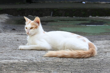 A cat with a tense expression with white and orange colored fur on the street of a residential complex. Wild stray cat in the city of Bogor. The white cat enjoys its relaxing time by sunbathing.