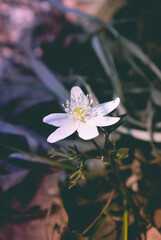 Blurred background. First spring flowers. Spring background. Anemone.