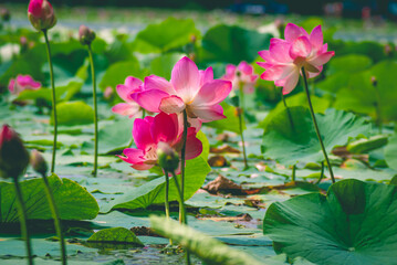 Selective focus. Lotus. Lotus flower.