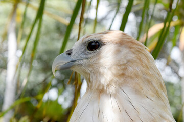 Javanese eagle with blur background