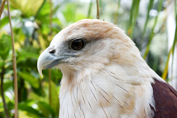 Javanese eagle with blur background