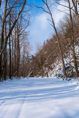 Selective background. Winter in the forest. Winter.