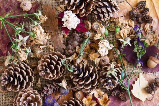 Scattered fall elements of pine cones, acorn, dried flowers, alder cones on burlap background; A collection of autumn items from nature