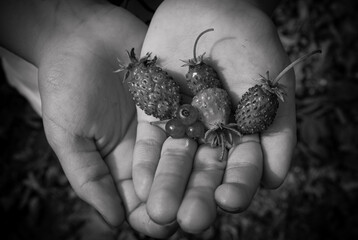 acorn on the hand