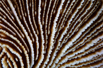 Detail of a mushroom coral on a reef in Indonesia. 