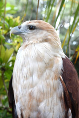 Javanese eagle with blur background