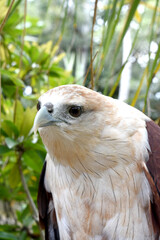 Javanese eagle with blur background