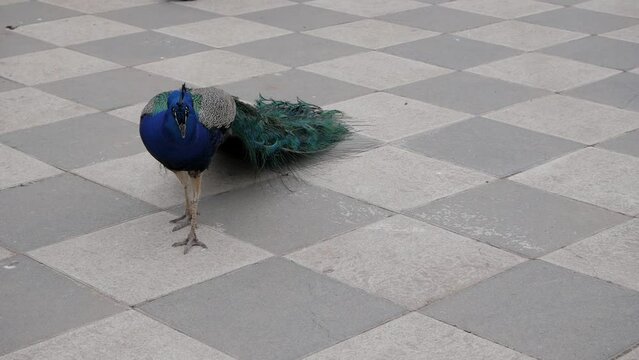 Peaock walking on tiled floor at garden inside Retiro Park, Madrid, Spain. Bird has tail closed dragging on the floor. Male has beautiful iridescent colours and big tail due to sexual dimorphism.