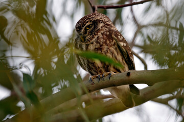 Little Owl // Steinkauz (Athene noctua)