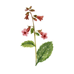 watercolor drawing plant of Chinese foxglove, Rehmannia glutinosa, herb of traditional chinese medicine, hand drawn illustration © cat_arch_angel