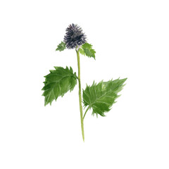 watercolor drawing plant of costus root, Dolomiaea costus, herb of traditional chinese medicine, hand drawn illustration